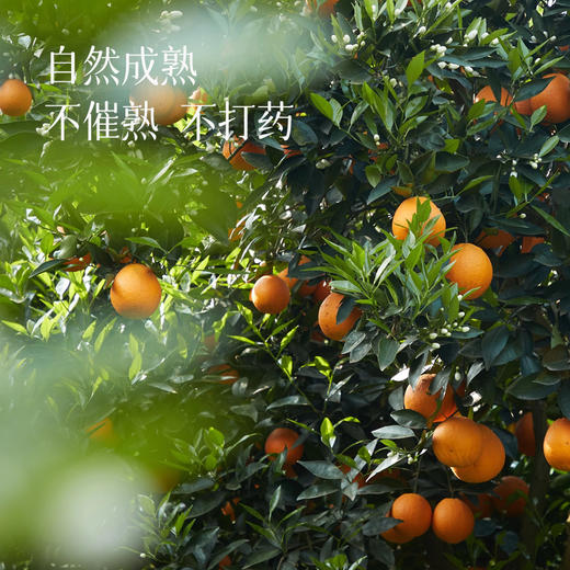 【秭归伦晚 补充每日VC】鲜橙 入口化渣，汁水足，甜度高，好吃不上火，全家都爱吃~ 商品图6