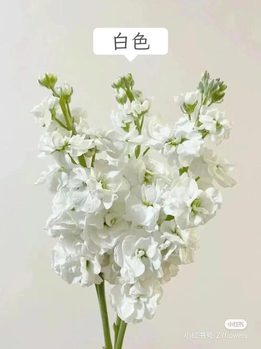 秒杀紫罗兰5支 商品图3