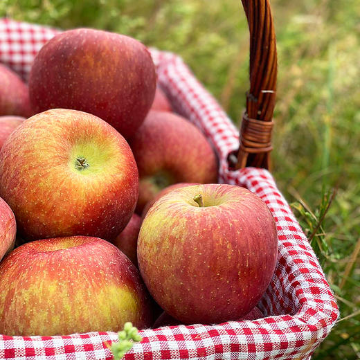 『云南福布瑞斯苹果』甜蜜爽口，露天生长，自带馥郁花香 商品图3