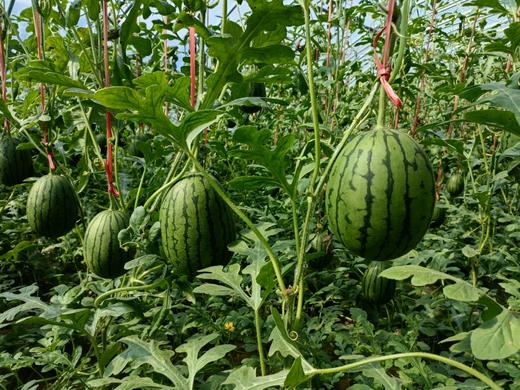 【手撕西瓜】西瓜皮薄，肉脆汁多，西瓜皮薄，肉脆汁多 商品图3