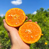 『川滇高原晚熟沃柑』浓甜爆汁 现摘现发 商品缩略图0