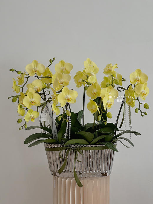 [ 淡雅霞光 ] 蝴蝶兰盆栽 商品图0