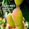 产地直发 | 【枝悦】 海南贵妃芒 果肉细腻 皮薄核小 超甜芒果 商品缩略图0