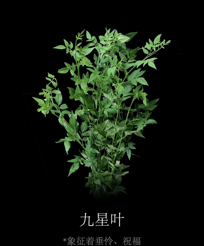 【祝福/垂伶】素馨叶（九星叶）约6-8枝/扎