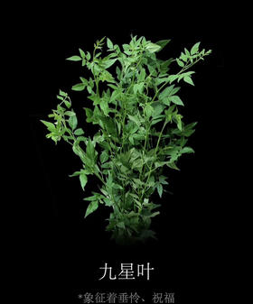 【祝福/垂伶】素馨叶（九星叶）约6-8枝/扎