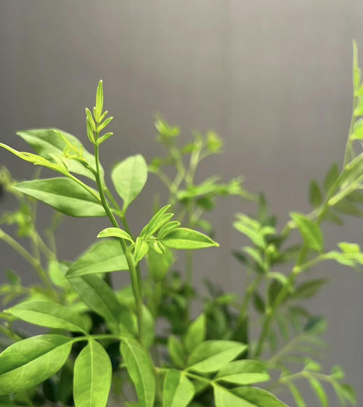 【祝福/垂伶】素馨叶（九星叶）约6-8枝/扎 商品图4