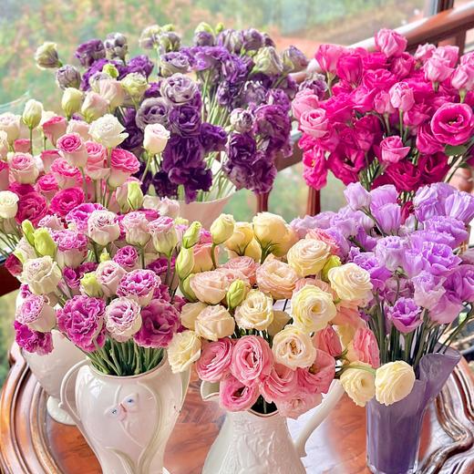 【超大份量洋桔梗】一束约40朵/份 随机至少3个品种 商品图0