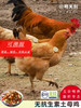 伊玛目宁夏富硒甘草老母鸡清真 绿色有机认证正宗土鸡农家散养柴鸡笨鸡草鸡走地鸡新鲜现宰 顺丰冷链全国发货2只 商品缩略图3