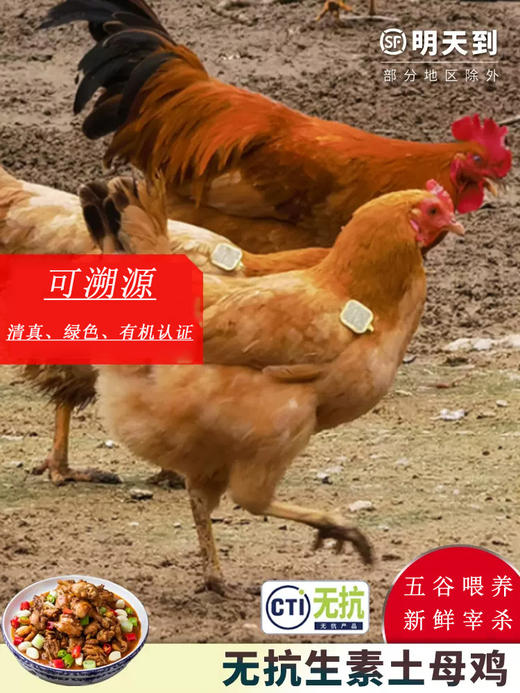 伊玛目宁夏富硒甘草老母鸡清真 绿色有机认证正宗土鸡农家散养柴鸡笨鸡草鸡走地鸡新鲜现宰 顺丰冷链全国发货2只 商品图3