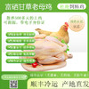 伊玛目宁夏富硒甘草老母鸡清真 绿色有机认证正宗土鸡农家散养柴鸡笨鸡草鸡走地鸡新鲜现宰 顺丰冷链全国发货2只 商品缩略图0