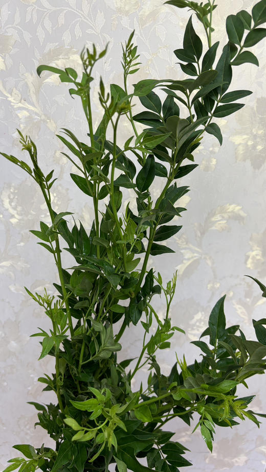 【祝福/垂伶】素馨叶（九星叶）约6-8枝/扎 商品图6