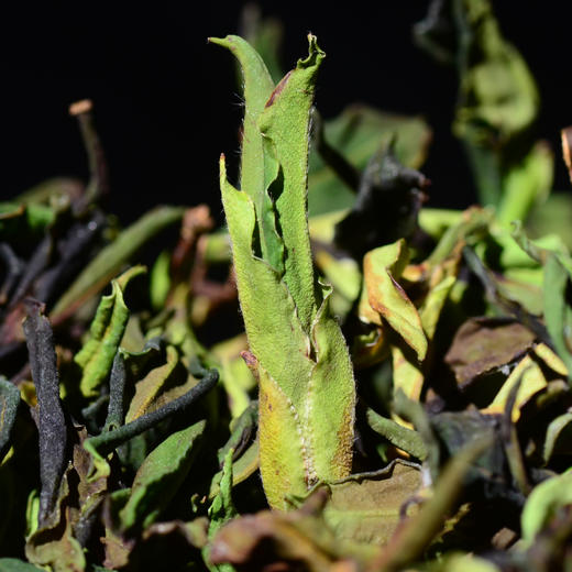 【春茶巨献】2024年头春冰岛老寨野生白茶！老寨后山800年超大野生古树强势来袭！满级野韵，满级茶气，超高香气，滋味强劲到无法自拔！ 商品图3