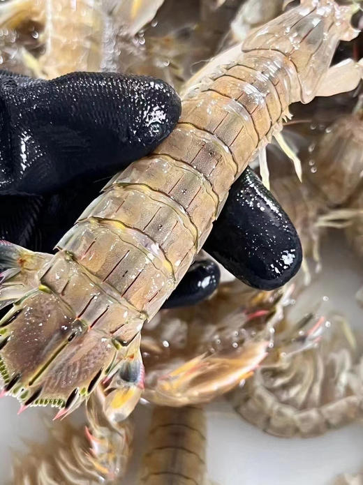 带膏皮皮虾 商品图0