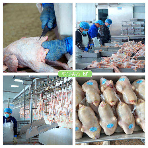 伊玛目宁夏富硒甘草老母鸡清真 绿色有机认证正宗土鸡农家散养柴鸡笨鸡草鸡走地鸡新鲜现宰 顺丰冷链全国发货2只 商品图6