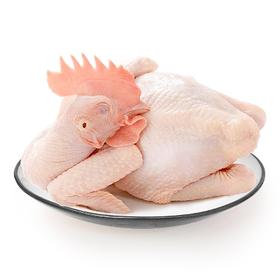 本家童子鸡（3-4斤）提前一天预定