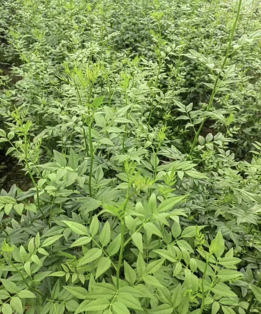 【祝福/垂伶】素馨叶（九星叶）约6-8枝/扎 商品图5