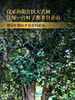 2024年春茶预售【传承忙麓山】昔归制茶非遗传承人王支良亲制普洱茶生茶357g/饼 拍5发6拍20发25 商品缩略图3