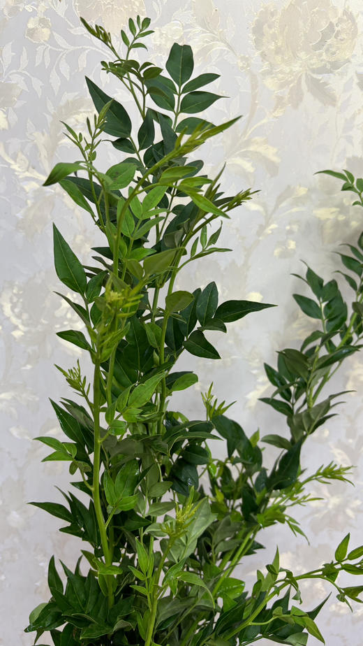 【祝福/垂伶】素馨叶（九星叶）约6-8枝/扎 商品图8