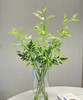 【祝福/垂伶】素馨叶（九星叶）约6-8枝/扎 商品缩略图3