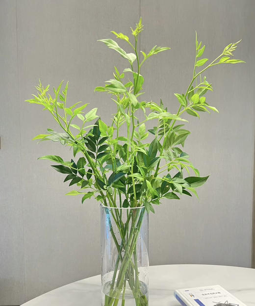 【祝福/垂伶】素馨叶（九星叶）约6-8枝/扎 商品图3