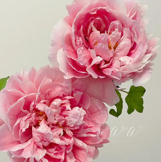 配花-牡丹-迎日红-10支 商品图1