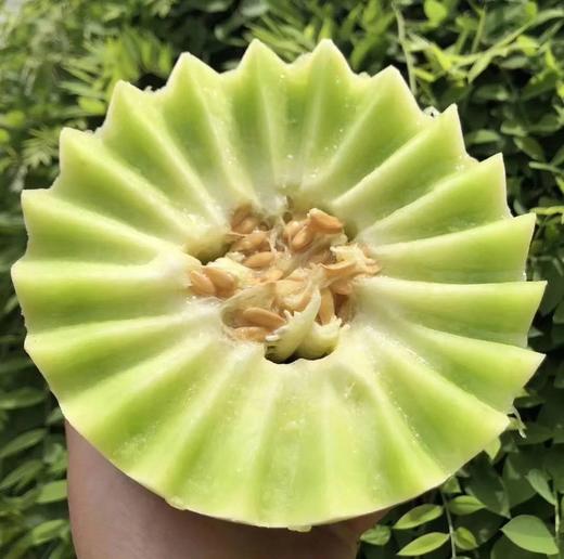 【时令】海南玉菇甜瓜 冰淇淋甜瓜 带箱5斤 商品图9