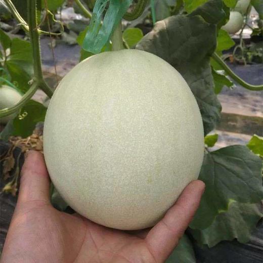 【时令】海南玉菇甜瓜 冰淇淋甜瓜 带箱5斤 商品图1