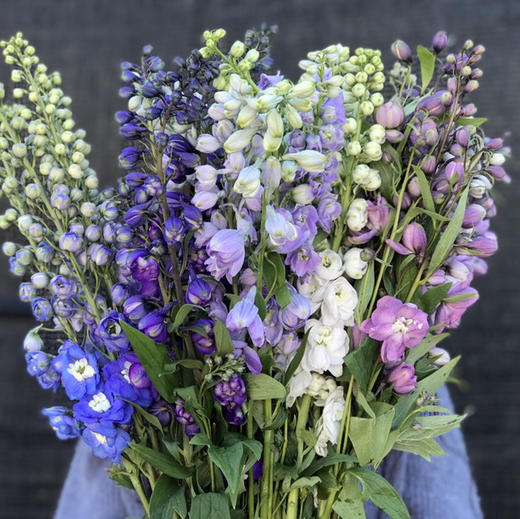 B级大飞燕 商品图0