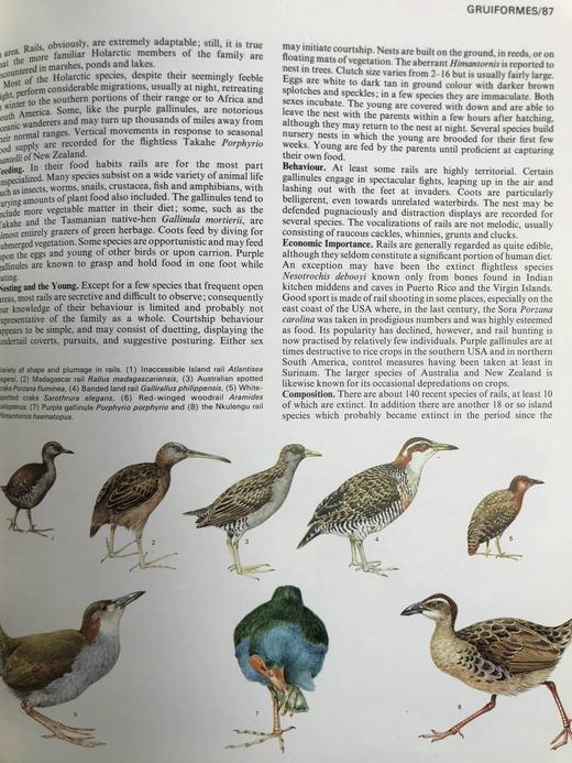 世界鸟类家族 数百幅插图 精装大16开 商品图13