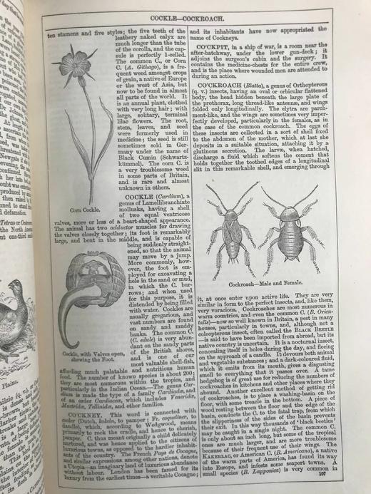 1880年 钱伯斯百科全书（卷3） 数百幅版画插图 真皮精装16开 商品图7