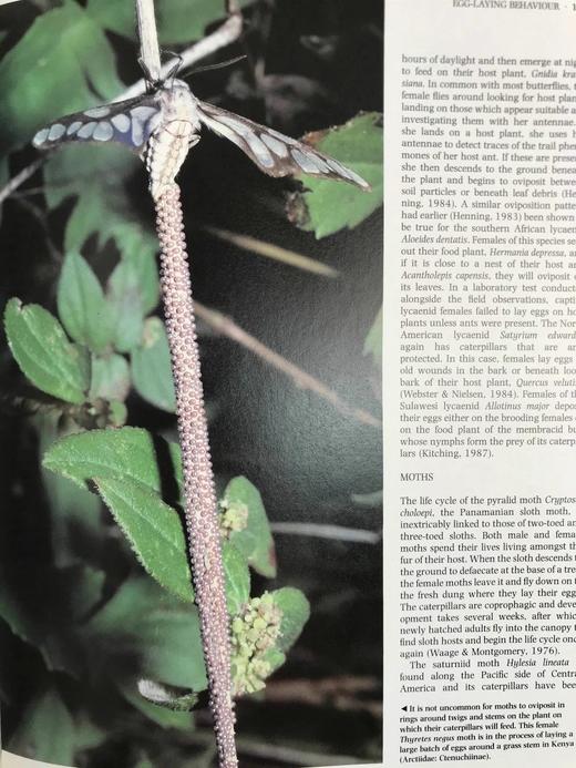 陆地无脊椎动物图解百科全书 数百幅插图 精装16开 商品图8