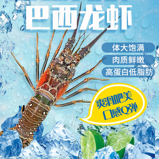 【野生海产】龙虾1000±100g【礼盒】大西洋纯净海域 商品图2