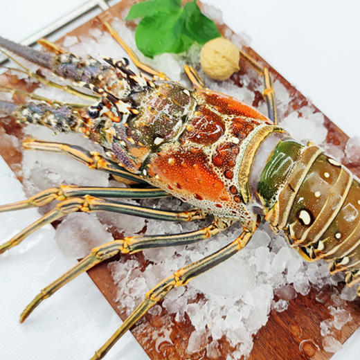 【野生海产】龙虾1000±100g【礼盒】大西洋纯净海域 商品图4