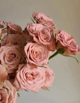 卡布奇诺玫瑰，一束10支