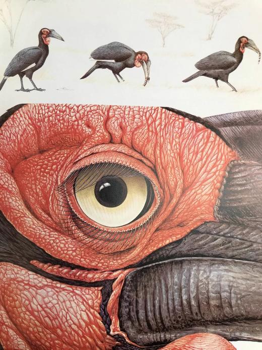 世界鸟类家族 数百幅插图 精装大16开 商品图8