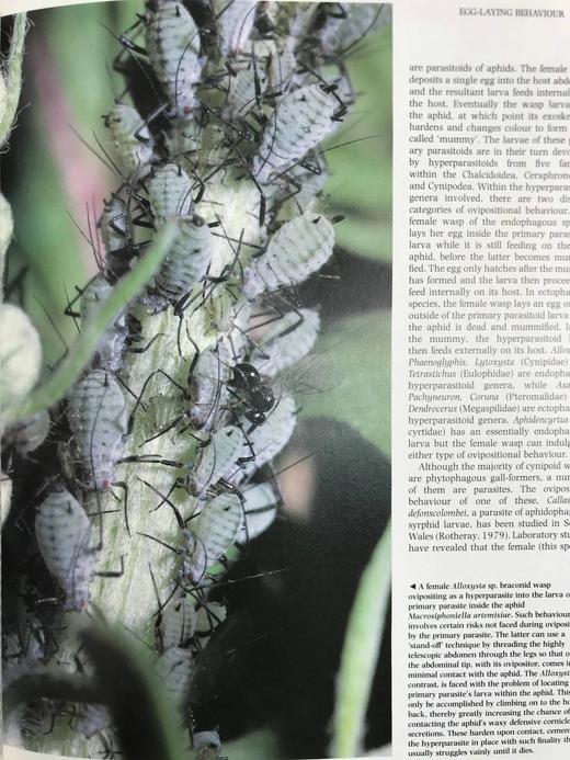 陆地无脊椎动物图解百科全书 数百幅插图 精装16开 商品图6