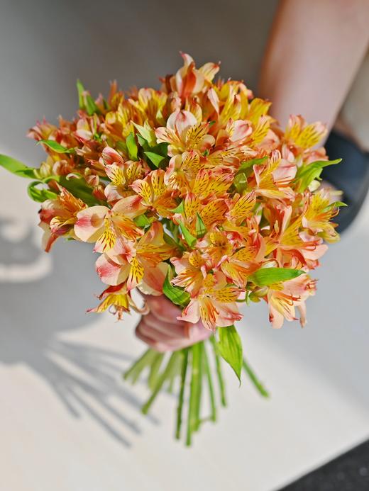 【水仙百合.50份福利价】10支/份 品种随机 商品图1