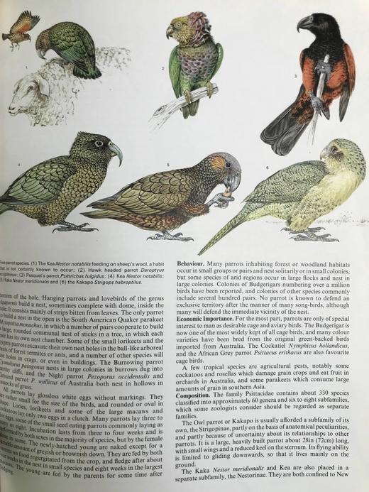 世界鸟类家族 数百幅插图 精装大16开 商品图12