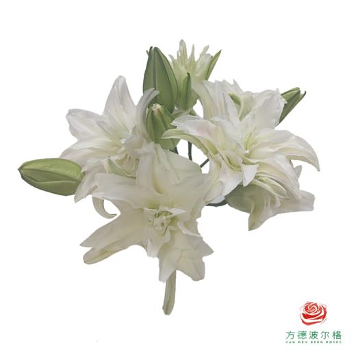 百合-粉嘟嘟三头 5枝一扎-有香味 商品图0