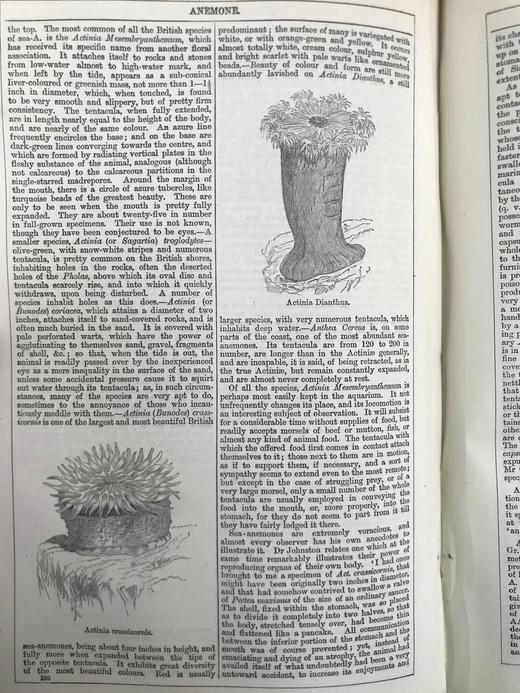 1880年 钱伯斯百科全书（卷1） 数百幅版画插图 真皮精装16开 商品图6