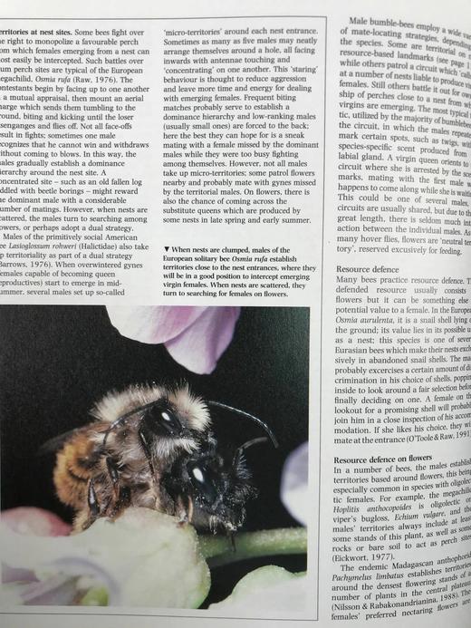 陆地无脊椎动物图解百科全书 数百幅插图 精装16开 商品图10