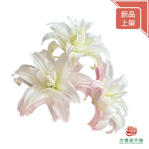 百合-粉嘟嘟三头 5枝一扎-有香味 商品图1