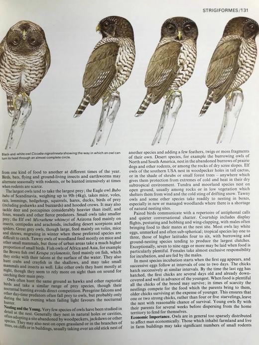 世界鸟类家族 数百幅插图 精装大16开 商品图10