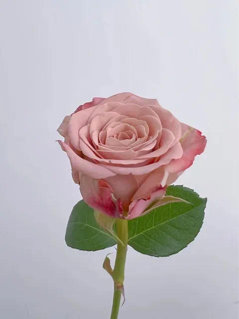 卡布奇诺玫瑰，一束10支 商品图1