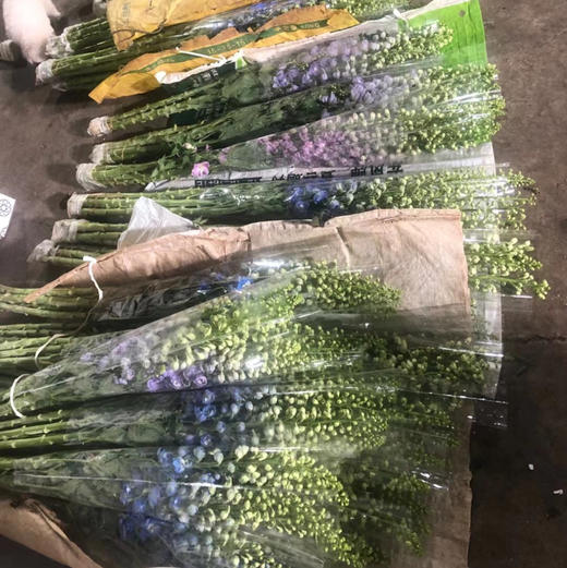 B级大飞燕 商品图1