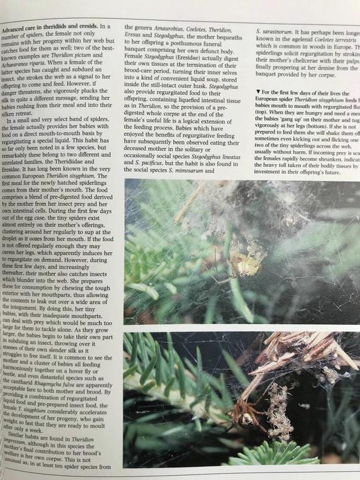 陆地无脊椎动物图解百科全书 数百幅插图 精装16开 商品图5