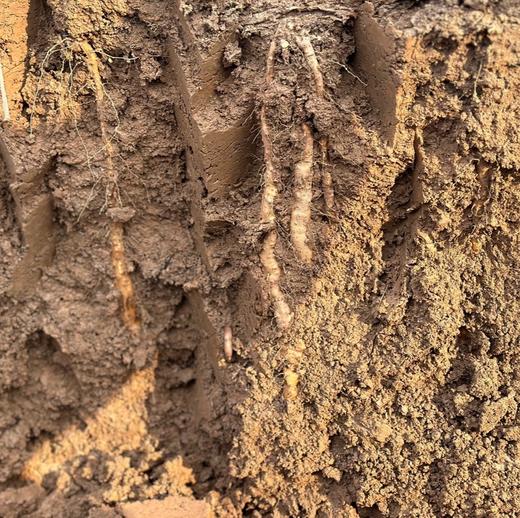 温县生态铁棍山药 | 合作生产 | 基地直发包邮 * Wenxian Ecological Iron Rod Yam 商品图2