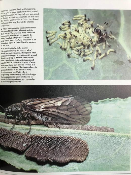 陆地无脊椎动物图解百科全书 数百幅插图 精装16开 商品图7