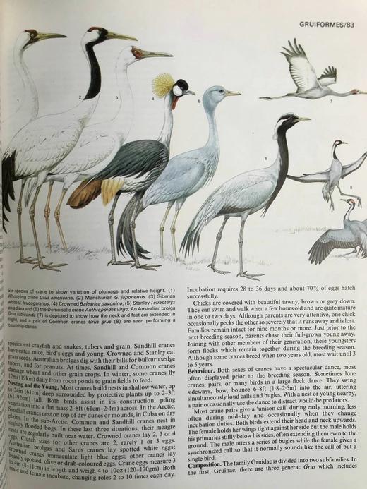 世界鸟类家族 数百幅插图 精装大16开 商品图14