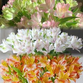 【水仙百合.50份福利价】10支/份 品种随机